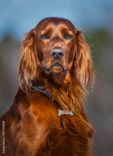 Irish Red Setter