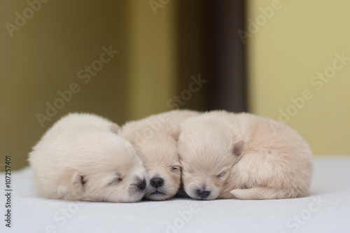 Puppies Pomeranian cream