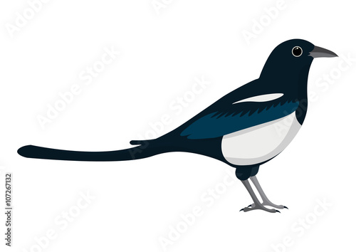 magpie cartoon vector illustration.