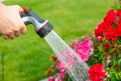 Watering garden flowers using hose 