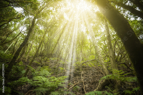 Bosque tropical en las Islas Canarias