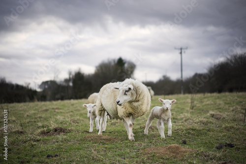 Welsh Sheep and Lambs in Cotswold Landscape. Cheltenham, UK