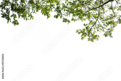 green tree branch isolated