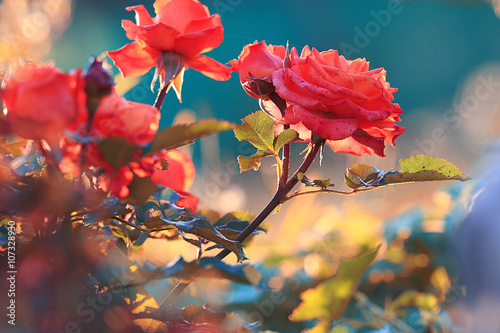 Spring blooming rose