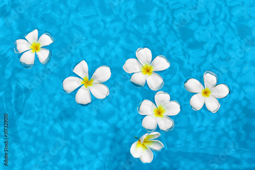 Summer Relax. Beautiful Tropical Spa Flowers White Frangipani ( Plumeria Alba ) Floating In Fresh Clear Swimming Pool Water. Wellness, Beauty, Freshness Concept. Summertime 