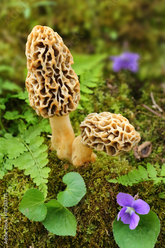 morel mushroom