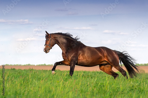 Stallion run in green spring field