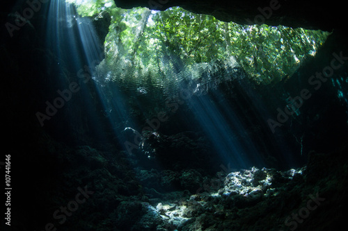 Light, Jungle, and Underwater Grotto