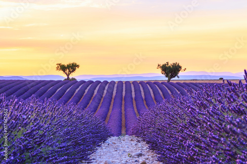 Beautiful sunset lavender field