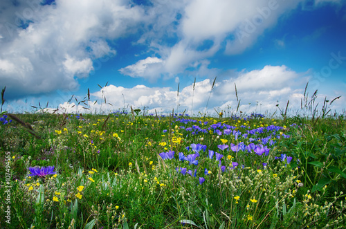 flowering meadow and cloudy sky