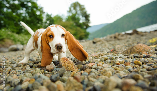 Basset Hound puppy playing on a rocky shore
