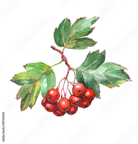 Hawthorn berries - watercolor painting. Bright red berries with green leaves isolated on white background. 