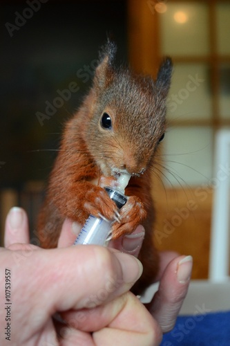 junges Eichhörnchen wird gefüttert