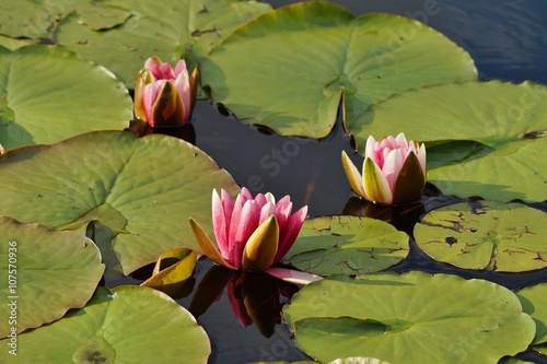 Nymphaea - waterlily - Aquatic vegetation, water plants