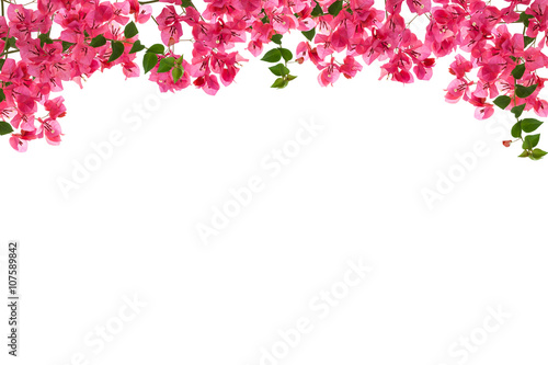 Bougainvillea flower frame on white background ,Provincial flowe
