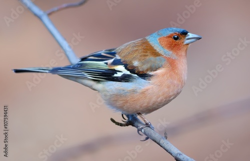 Common chaffinch on the branch