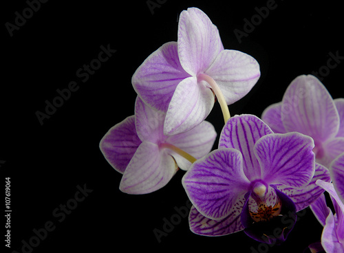 Orchidaceae Phalaenopsis, or moth orchid in rich colors of purple on black background. Side lighting with copy space for your message on left. Horizontal composition