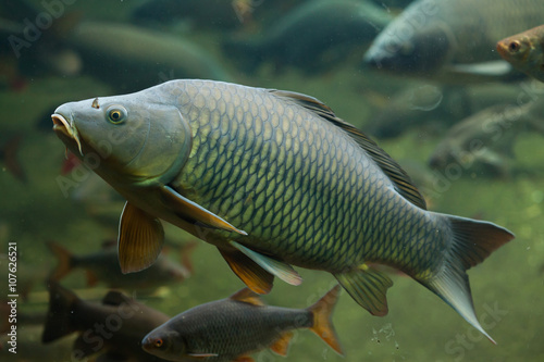 Wild common carp (Cyprinus carpio).