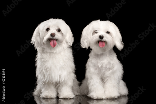 Two Happy White Maltese Dogs Sitting, Looking in Camera isolated