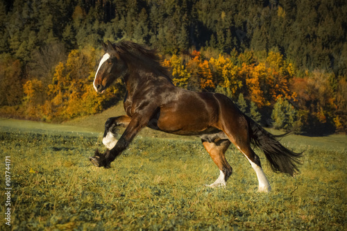 Shire Horse im Herbst