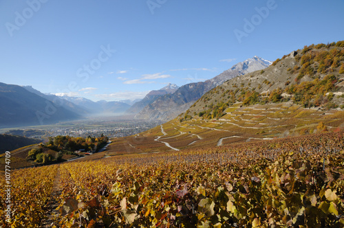 Vignoble à Conthey, Suisse, Valais