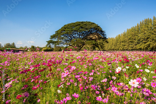 beautiful cosmos flowers field at Jim Thompson farm garden at Na