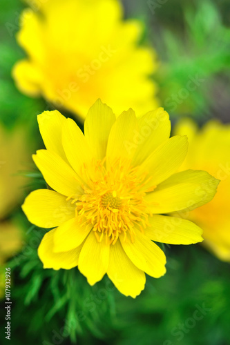 Yellow flowers of adonis (Adonis vernalis)