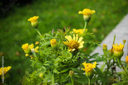 city flowerbed