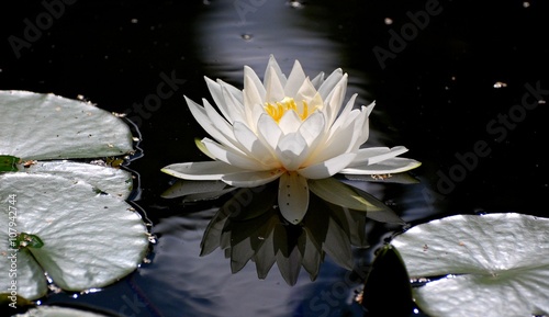 White lotus flowers in water