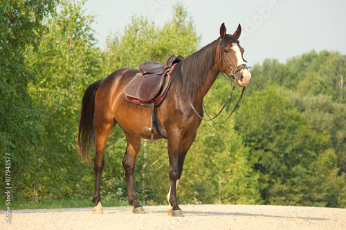 Riding horse in a bridle and saddle 