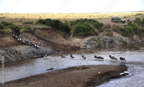 Gnuerna korsar Marafloden i Masai Marareservatet i Kenya. Foto: Jan Fleischmann