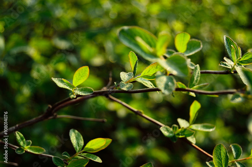 Zielone listki krzaku pokryte rosą o świcie oświetlone bocznym słońcem