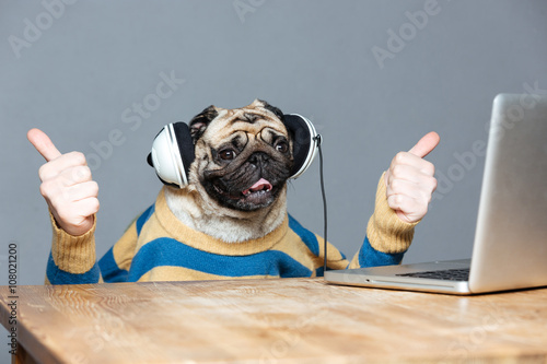 Pug dog with man hands in headphones showing thumbs up