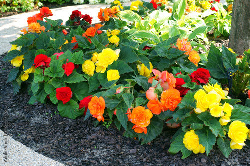 Begonia Tuberhybrida in a flowerbed