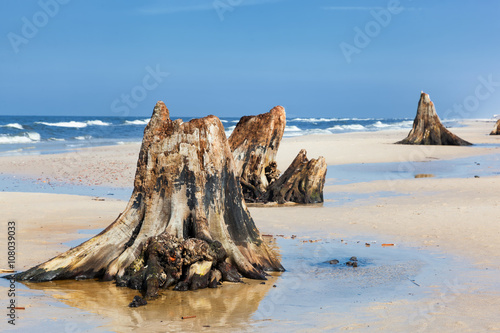 3000 years old tree trunks on the beach after storm. Slowinski National Park, Baltic sea, Poland