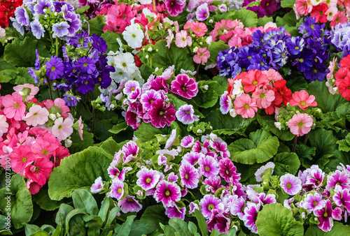 geranium multicilor flowers, home plant