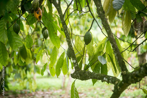 Cocoa pods on trees in Nigeria 