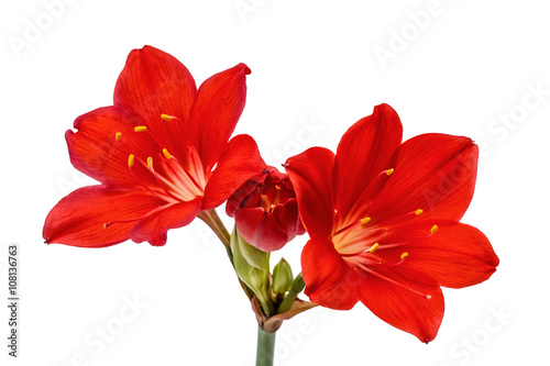 Red flower of Clivia, isolated on white background