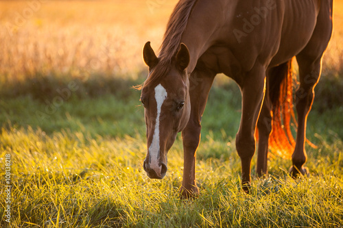 Chestnut horse in a pasture with golden back light.