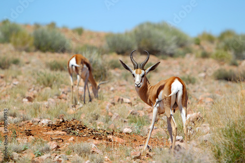 antylopy Springbok na Pustyni Kalahari