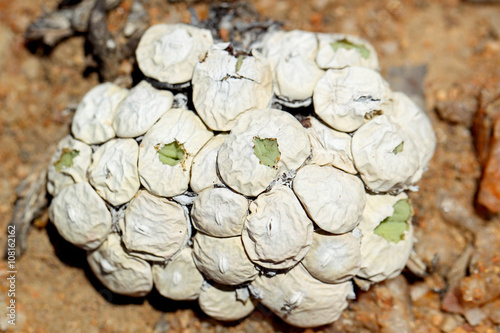 żywe kamienie Conophytum sp. na Pustyni Kalahari