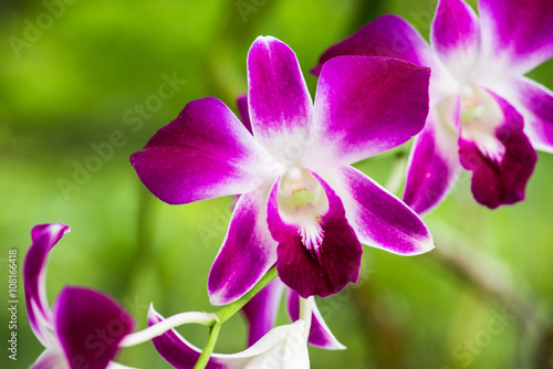 Dendrobium sonia orchird flower in white-purple over the blur out greenery background.