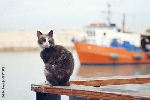 frightened cat on the background of the ship