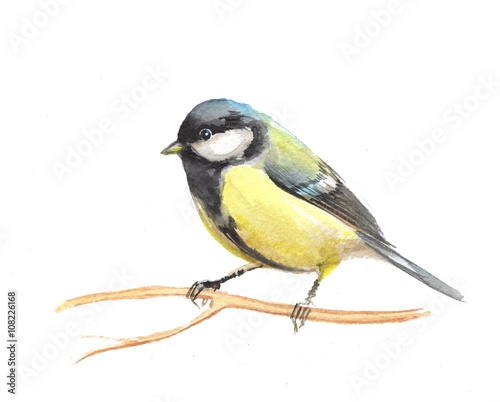 Cute small bird. Watercolor titmouse. isolated on white background 1