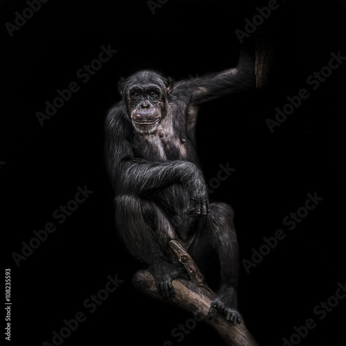 Thinking chimpanzee portrait close up at black background