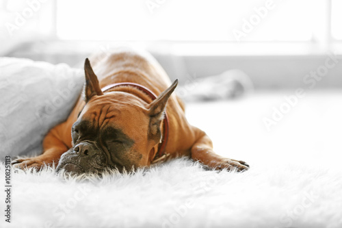 Boxer dog lying on the floor at home