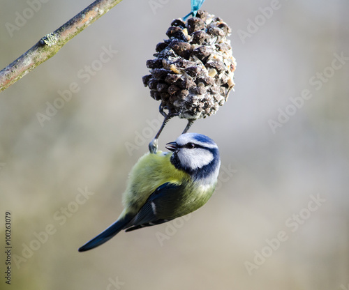 Blue tit on homemade fat ball with pine cone