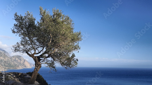Olivenbaum über dem Libyschen Meer an der Südküste von Kreta
