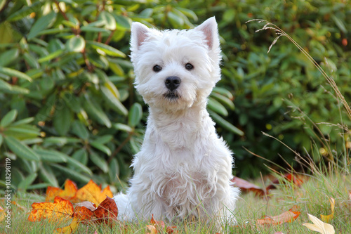 Westie - autumn