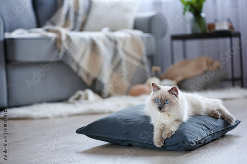 Color-point cat lying on a pillow in living room